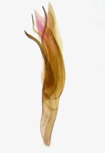 Aedeagus; Madison County; Jim Petranka.