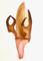 Aedeagus; Madison County; Jim Petranka.