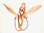 Male genitalia; Madison County; Jim Petranka.