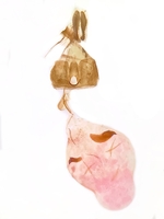 Female genitalia; Madison County; Jim Petranka.