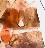 Female genitalia; Madison County; Jim Petranka.