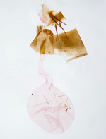 Female genitalia; Orange County; Jim Petranka.