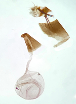 Female genitalia; Orange County; Jim Petranka.