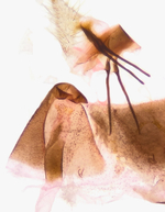 Female genitalia; Orange County; Jim Petranka.