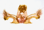 Male genitalia; Madison County; Jim Petranka.
