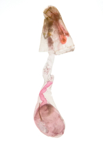 Female genitalia; Transylvania County; Jim Petranka.