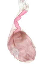 Corpus and ductus bursae; Transylvania County; Jim Petranka.