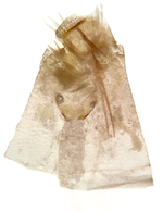 Female genitalia; Transylvania County; Jim Petranka.