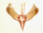 Male genitalia; Madison County; Jim Petranka.