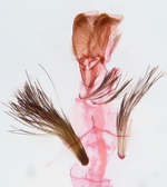 Male genitalia with abdominal brushes; Madison County; Jim Petranka.