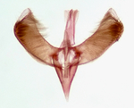 Male genitalia; Madison County; Jim Petranka.