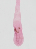 Female genitalia (corpus bursae and signa); Madison County; Jim Petranka. 