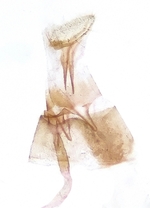 Female genitalia; Madison County; Jim Petranka. 