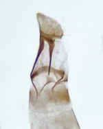 Female genitalia; Madison County; Jim Petranka.