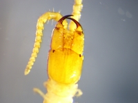 Pachymerium ferrugineum