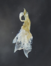 Cleidogona atropos