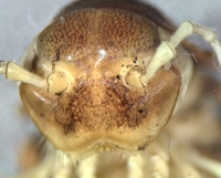 Howellaria infesta
