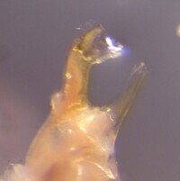 Cambala hubrichti