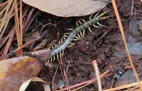 Hemiscolopendra marginata