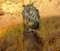 Hemiscolopendra marginata
