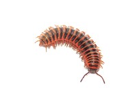 Pleuroloma pinicola