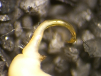 Sigmoria austrimontis