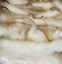 Sigmoria disjuncta