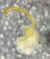 Sigmoria disjuncta