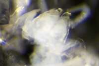 Trichopetalum dux