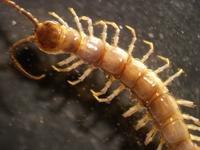 Arenobius manegitus
