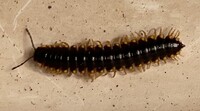 Daphnedesmus dactylifera