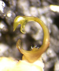 Daphnedesmus dactylifera