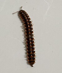 Euryurus amycus