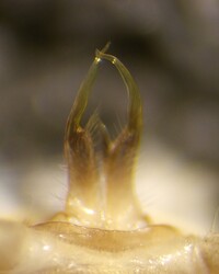 Gyalostethus monticolens