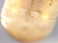 Petaserpes strictus