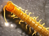 Scolopocryptops nigridius