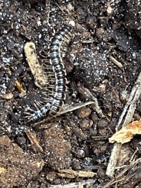Oxidus gracilis