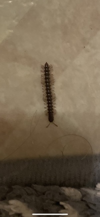 Oxidus gracilis