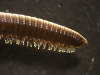 Uroblaniulus caroliniensis