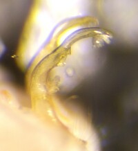 Pseudopolydesmus paludicolus