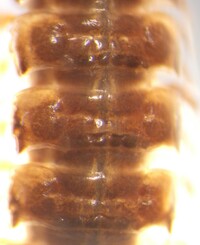 Pseudopolydesmus paludicolus