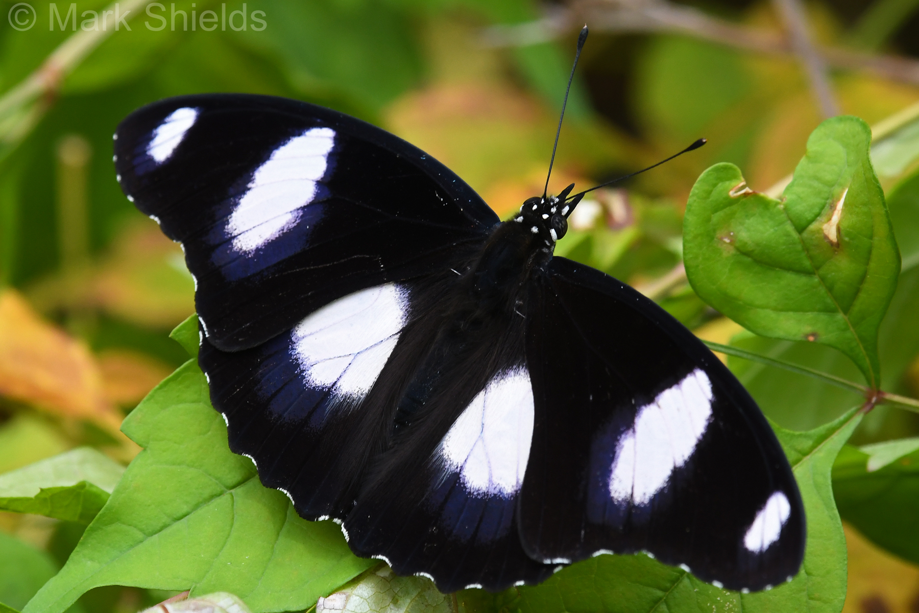 Butterflies Of North Carolina