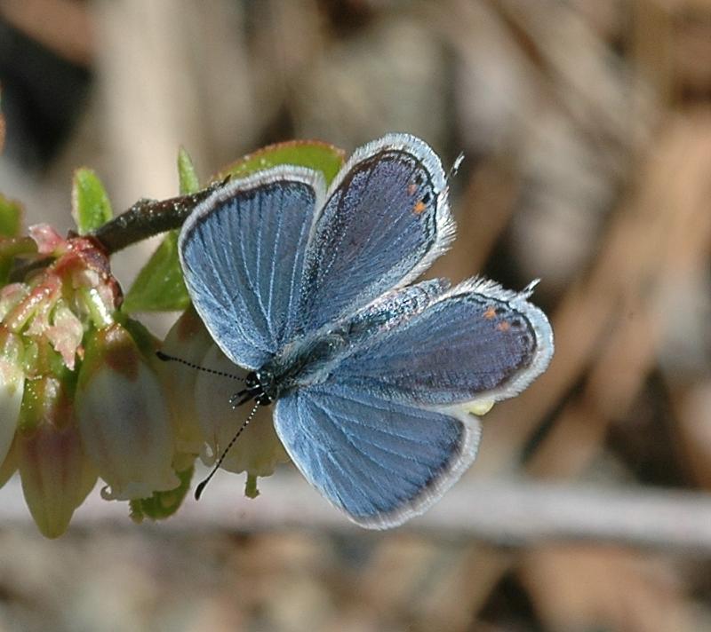 Butterfly Atlas