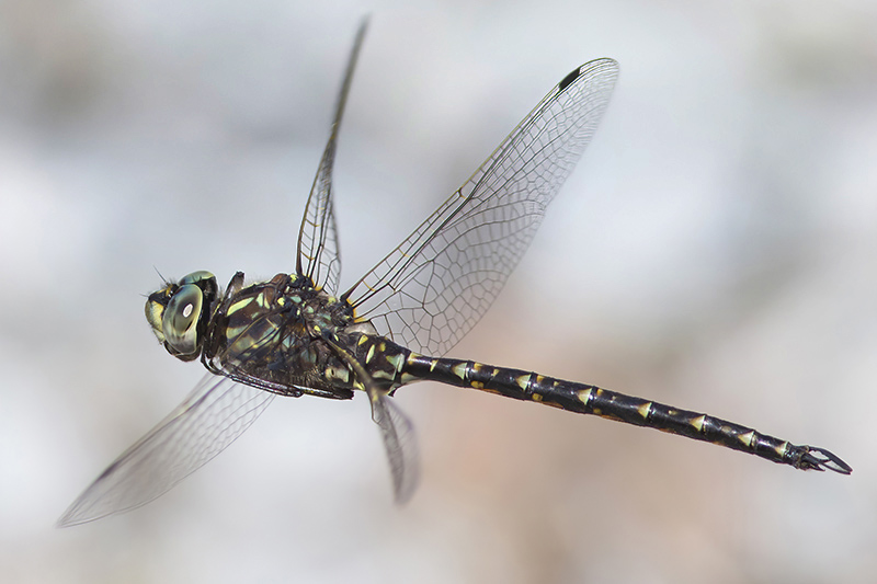 【ノブタ】dragonfly  generix ノブタ様専用】dragonfly generix