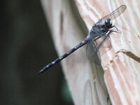 Gray Petaltail, Tachopteryx thoreyi
