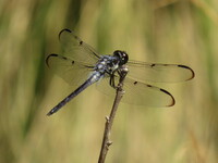 Bar-winged Skimmer, Libellula axilena