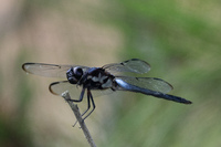 Bar-winged Skimmer, Libellula axilena