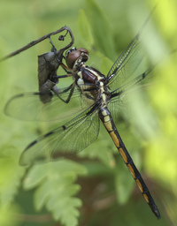 Bar-winged Skimmer, Libellula axilena