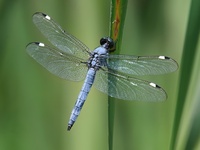 Spangled Skimmer, Libellula cyanea