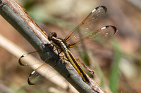 Spangled Skimmer, Libellula cyanea